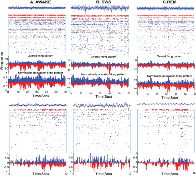Dynamic Balance of Excitation and Inhibition in Human and Monkey Neocortex — teaser figure
