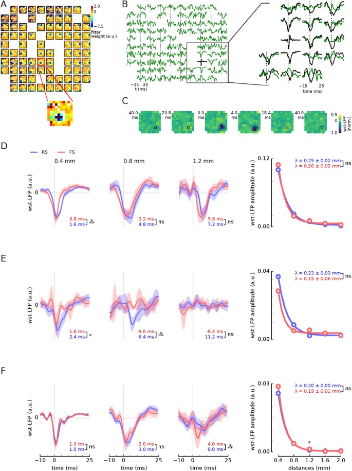 Local field potentials primarily reflect inhibitory neuron activity in human and monkey cortex