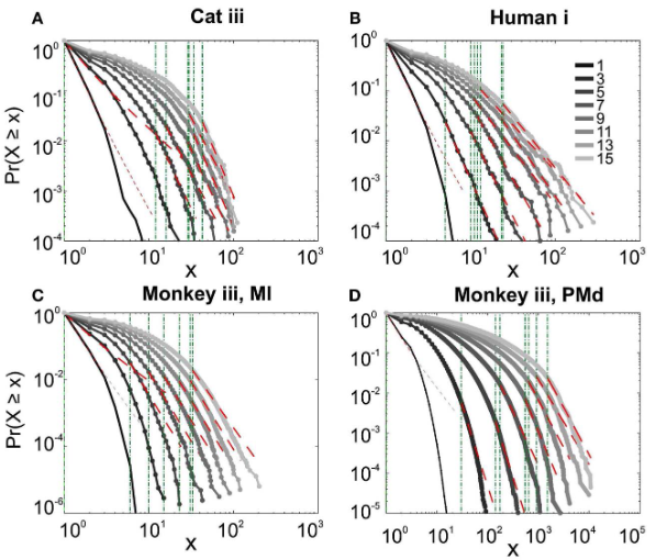 Avalanche Analysis from Multielectrode Ensemble Recordings in Cat, Monkey, and Human Cerebral Cortex during Wakefulness and Sleep — teaser figure