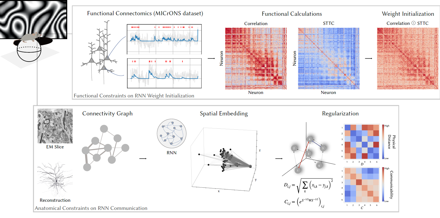 Harnessing cortical geometry, wiring, and function as inductive biases for recurrent neural networks