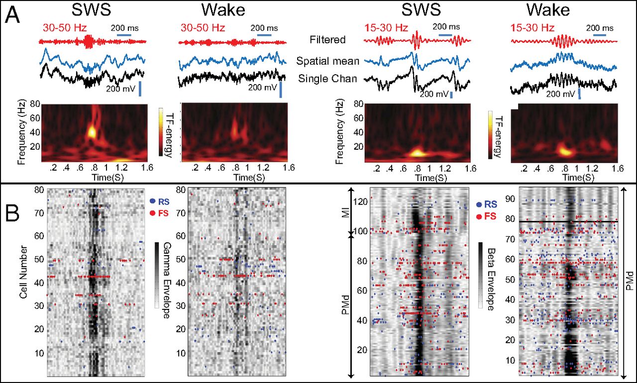 High-frequency oscillations in human and monkey neocortex during the wake–sleep cycle