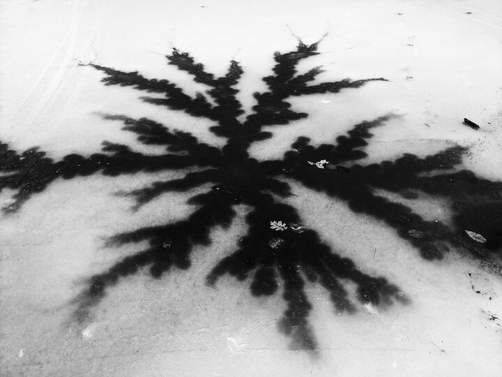 Ice formation on Walden Pond resembling a neuron — 1