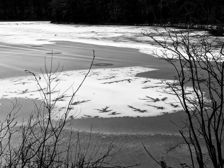 Ice formation on Walden Pond resembling a neuron — 10