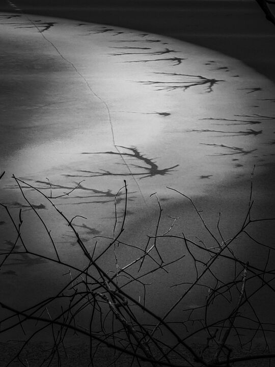 Ice formation on Walden Pond resembling a neuron — 12