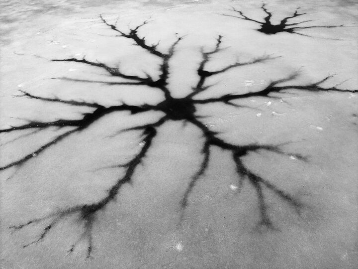 Ice formation on Walden Pond resembling a neuron — 5