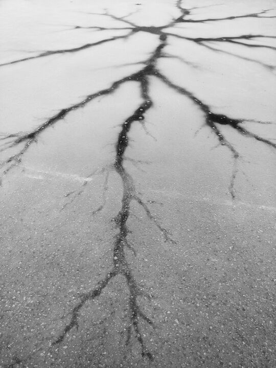Ice formation on Walden Pond resembling a neuron — 6