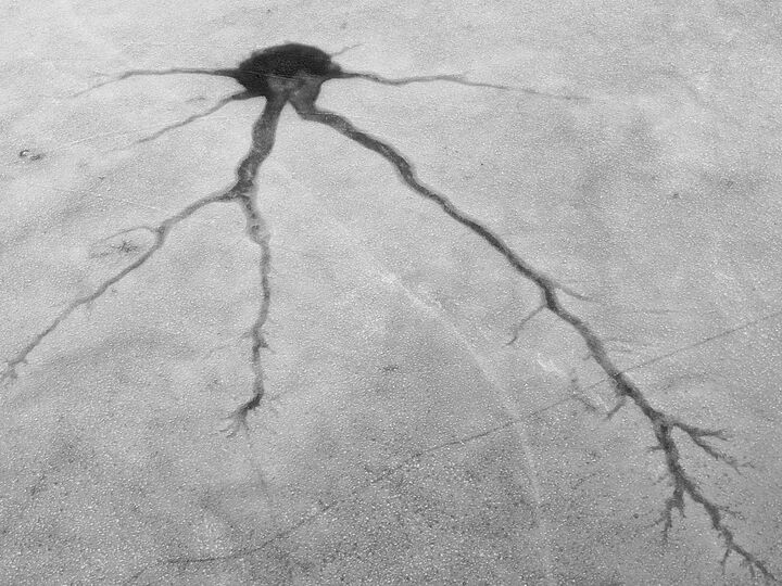 Ice formation on Walden Pond resembling a neuron — 7