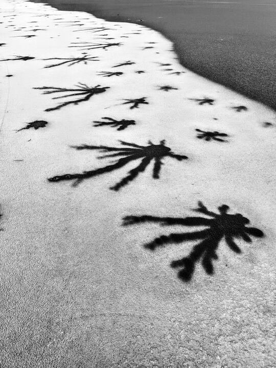 Ice formation on Walden Pond resembling a neuron — 9