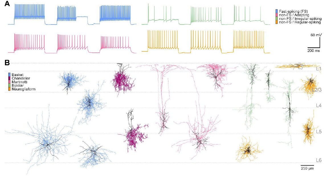 Morphoelectric properties of inhibitory neurons shift gradually and regardless of cell type along the depth of the cerebral cortex — teaser figure