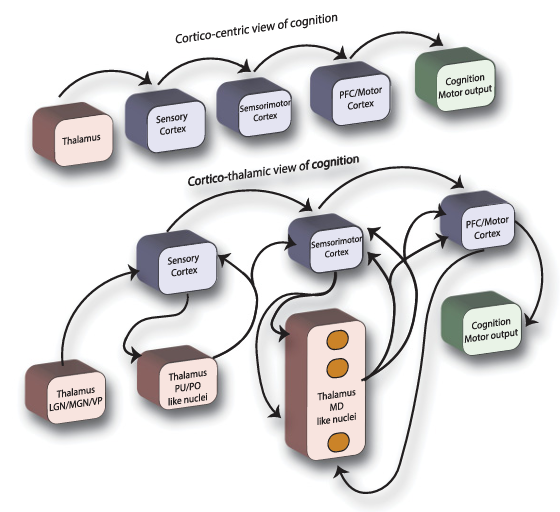 A Computational Perspective of the Role of the Thalamus in Cognition — teaser figure